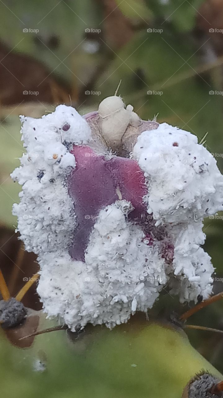 This froot is very very beautyfull and very nice click