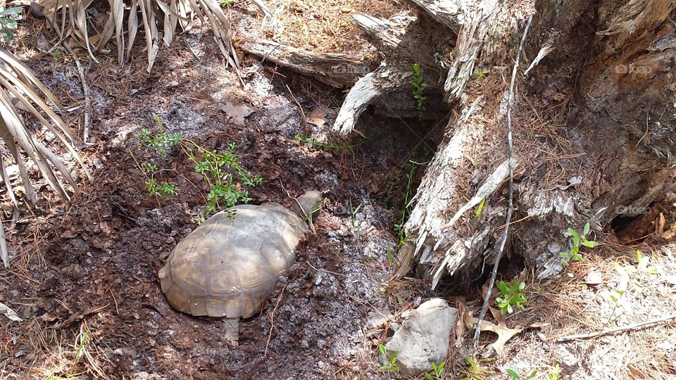 Tortoise and Her Den. spotted this tortoise right outside of her den at Turkey Creek Sanctuary in Palm Bay, FL