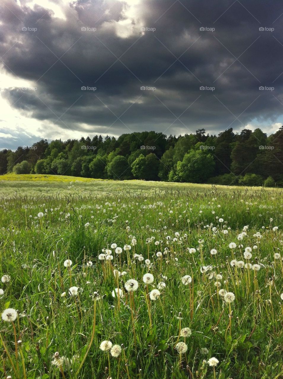 field nature grass summer by miss_falcon