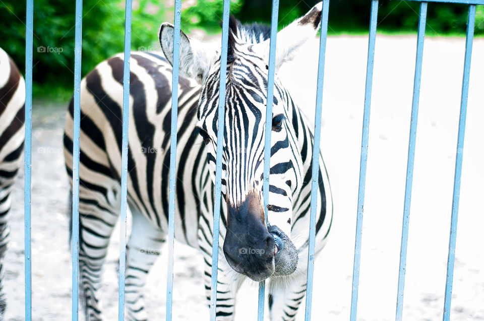 Little zebra in a farm