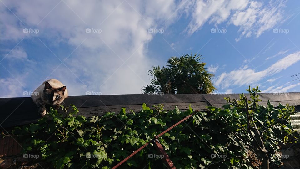 panorama with cat, fascinating gaze, animal seriousness, sky and palm trees, breathtaking panorama 3