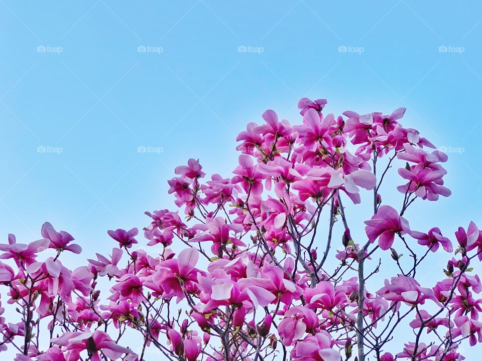 Pink magnolia flowering tree branches