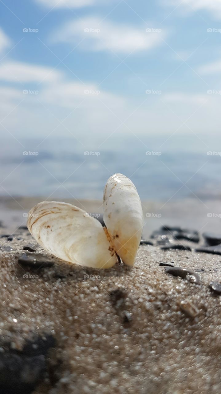 love seashells