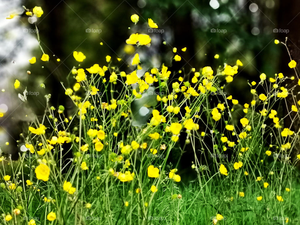 A field. marsh marigolds