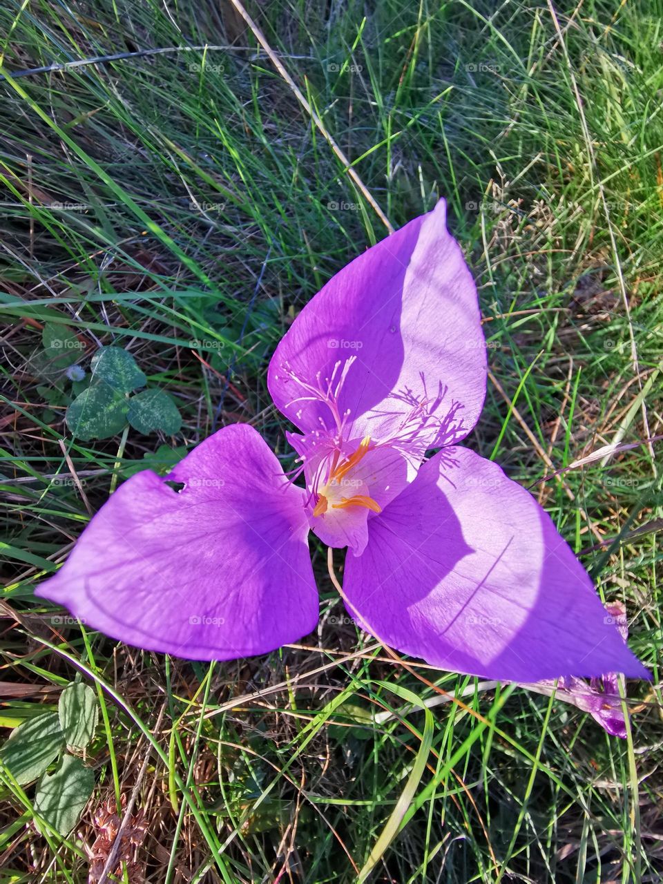 Purple flower
