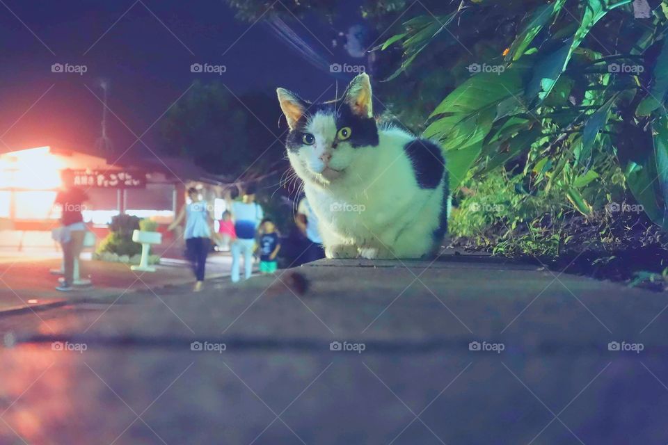 Little stalker from Enoshima (Japan)