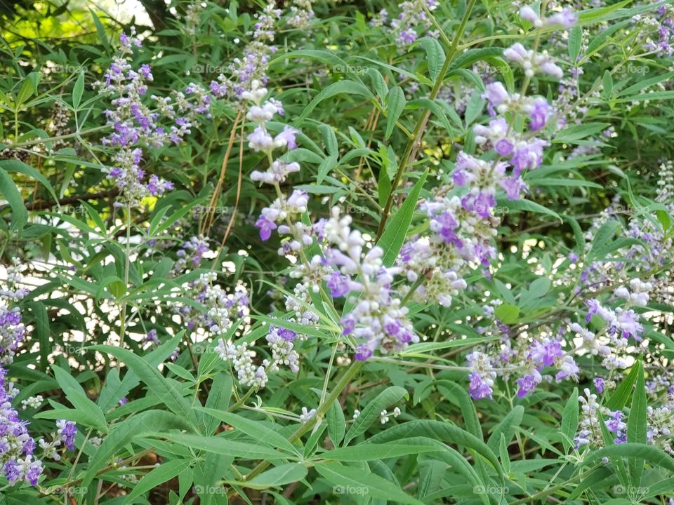 Priceless lavender purple flowers among green grass
