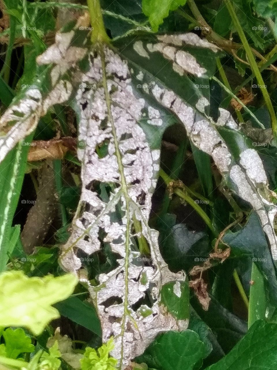 damaged fig leaf