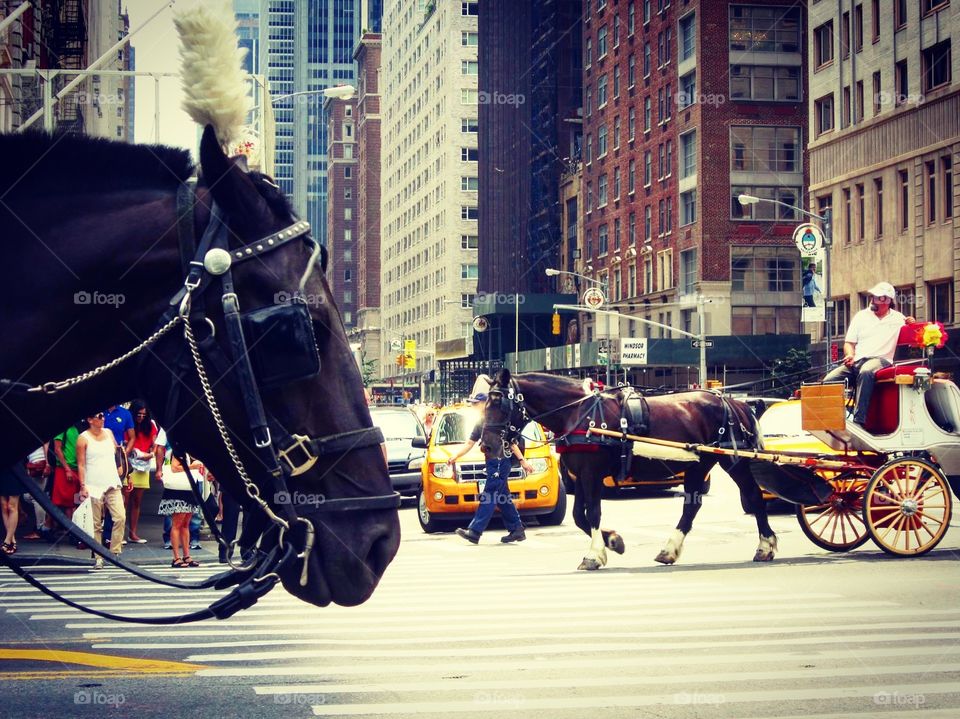 Newyorkcity horses