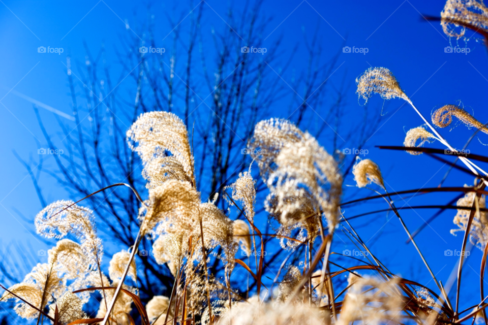 atlanta sky nature flower by jmsilva59