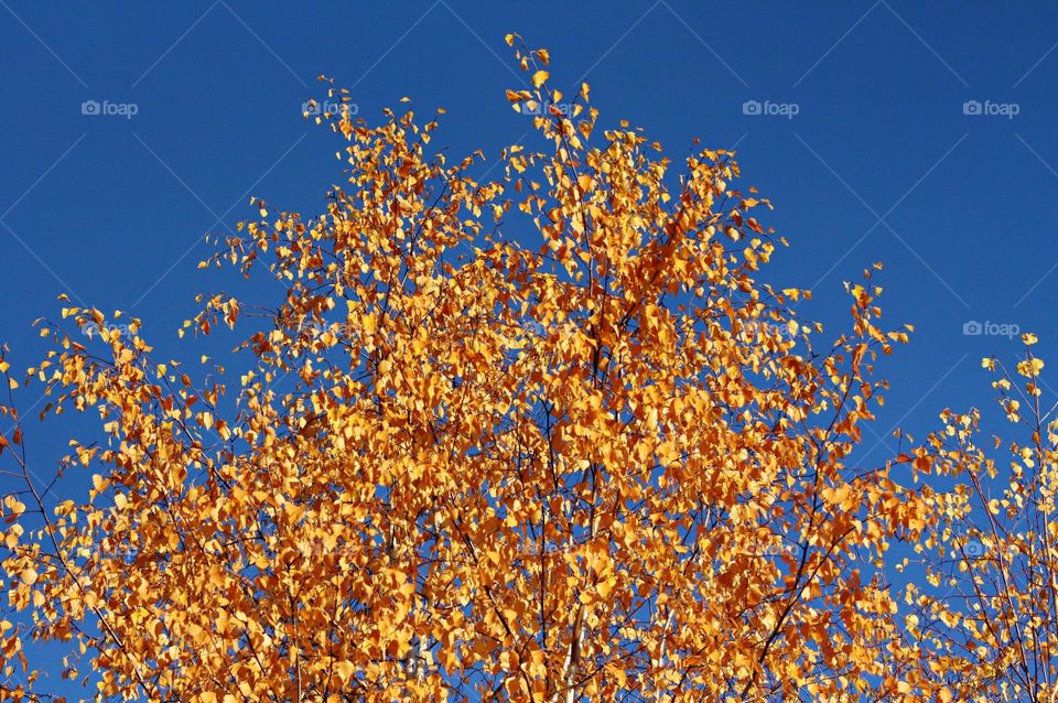 Yellow leaves