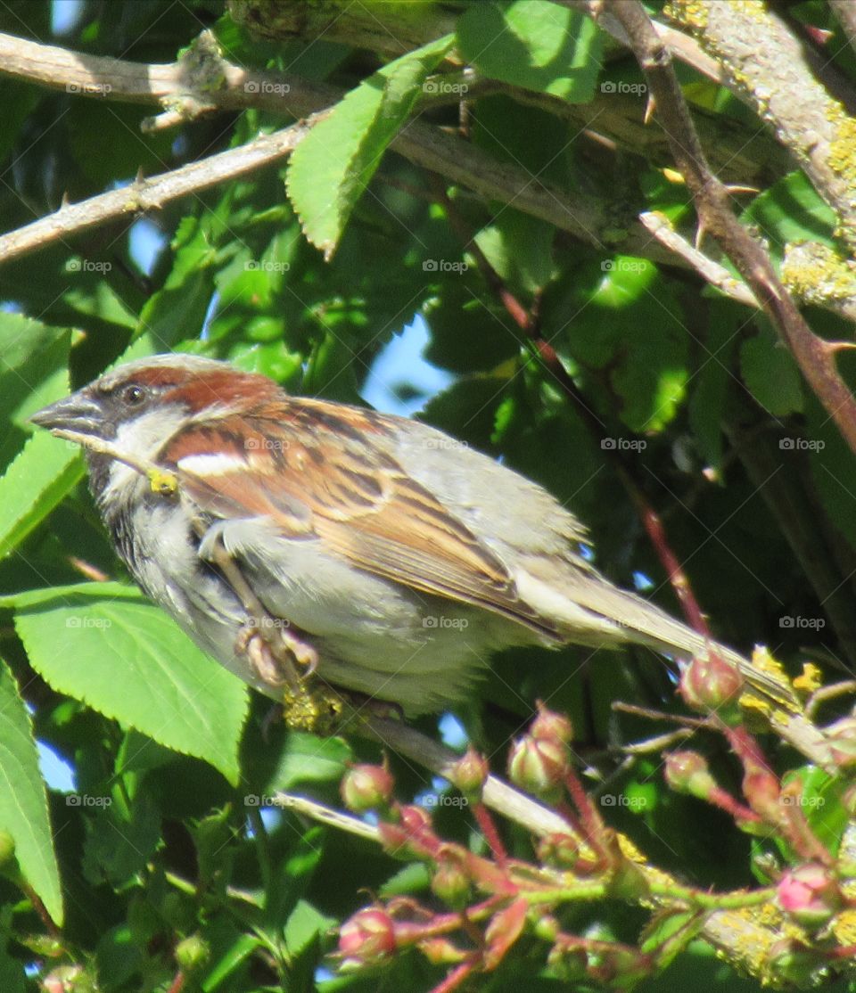 House Sparrow