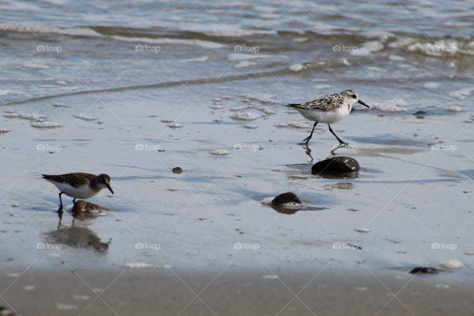 A group of sand plovers feeding in the shallow waves on the beach in Wells Maine