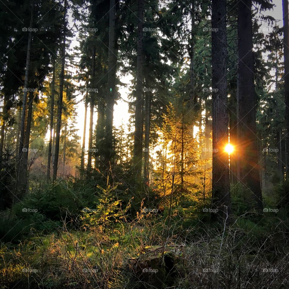 Sunlight in the forest