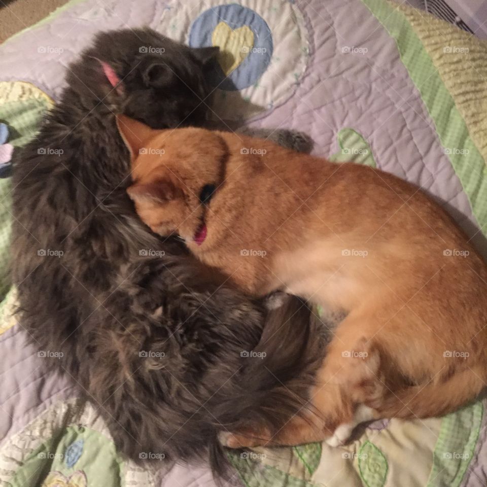 Cute, Mammal, Animal, Pet, Fur