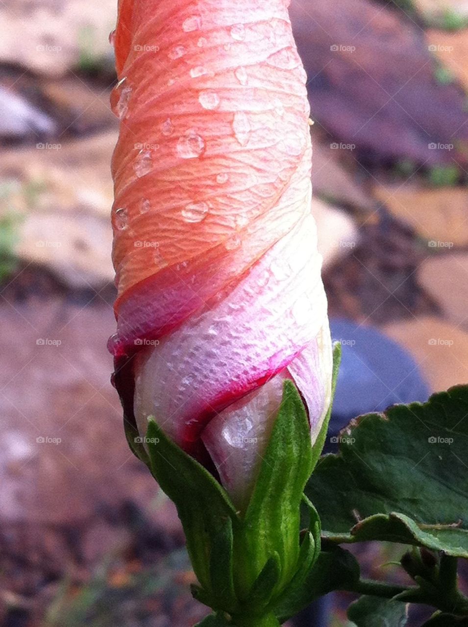 Hibiscus bud close up