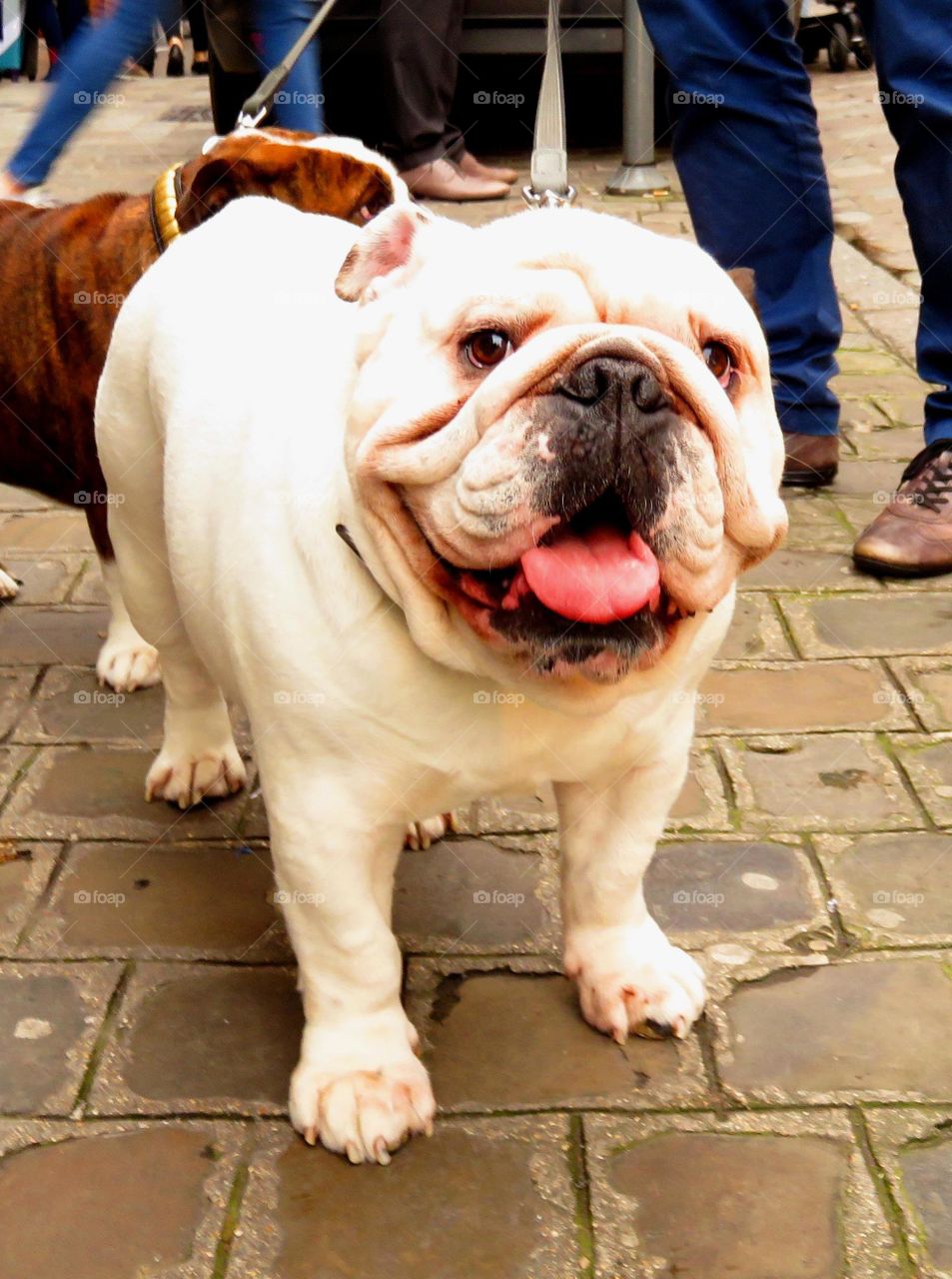 cute English Bulldog