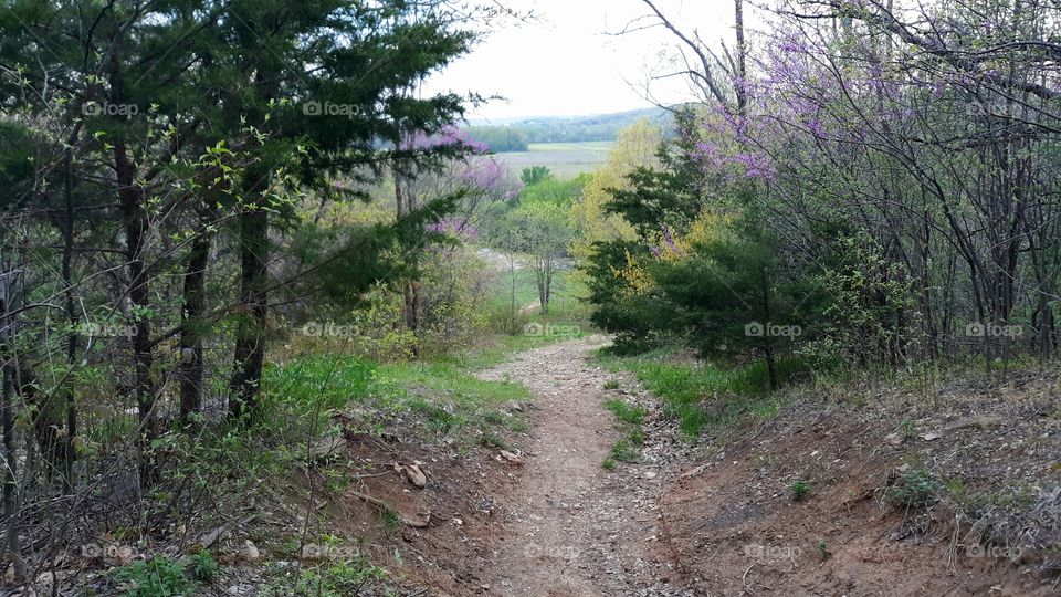 Woodland Trail