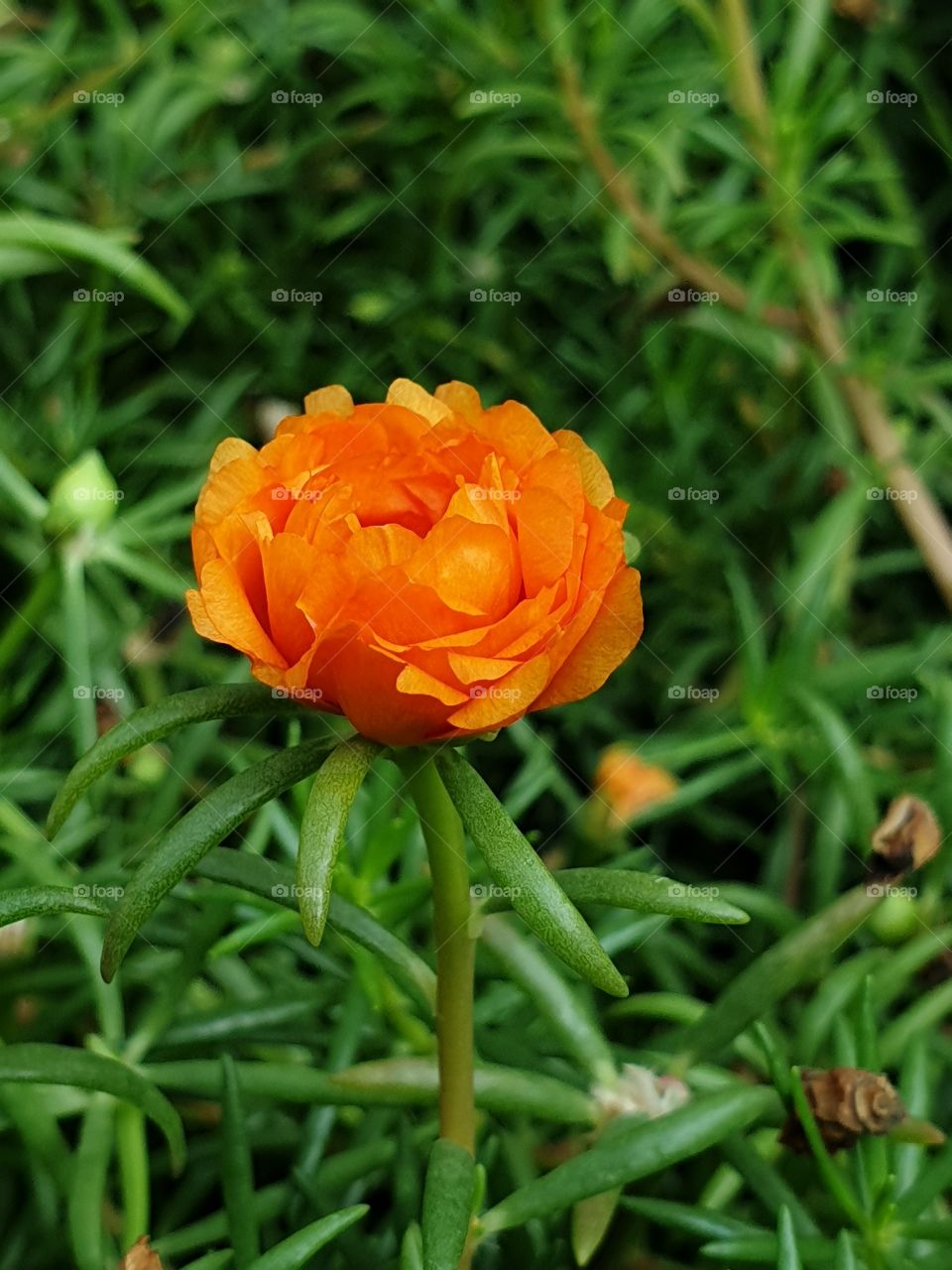 the portulaca grandiflora