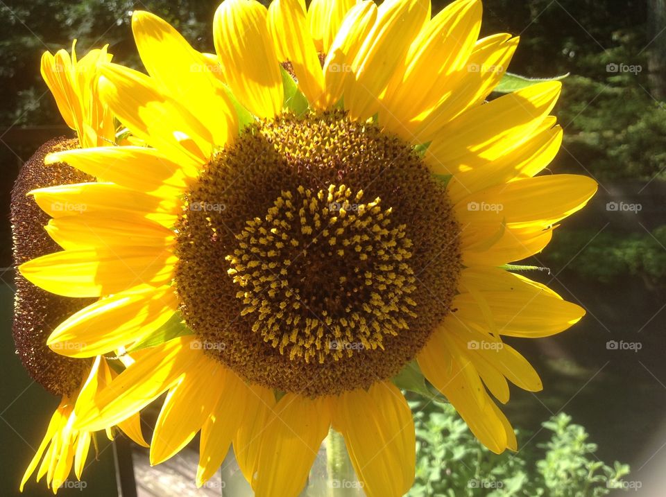 A close up of a beautiful sunflower.