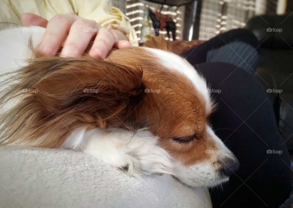 Sleeping Papillion Dog