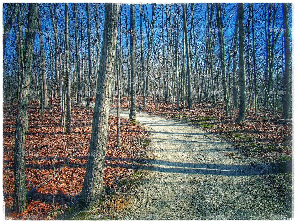Wood, Nature, Tree, Fall, Landscape