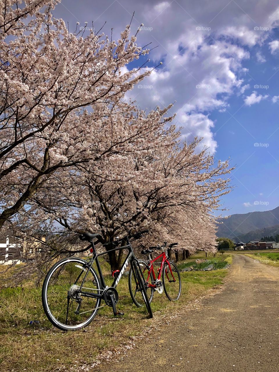 bike ride under sakura