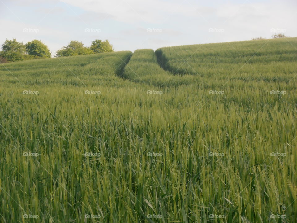 Tractor Tracks In A Wheat Field