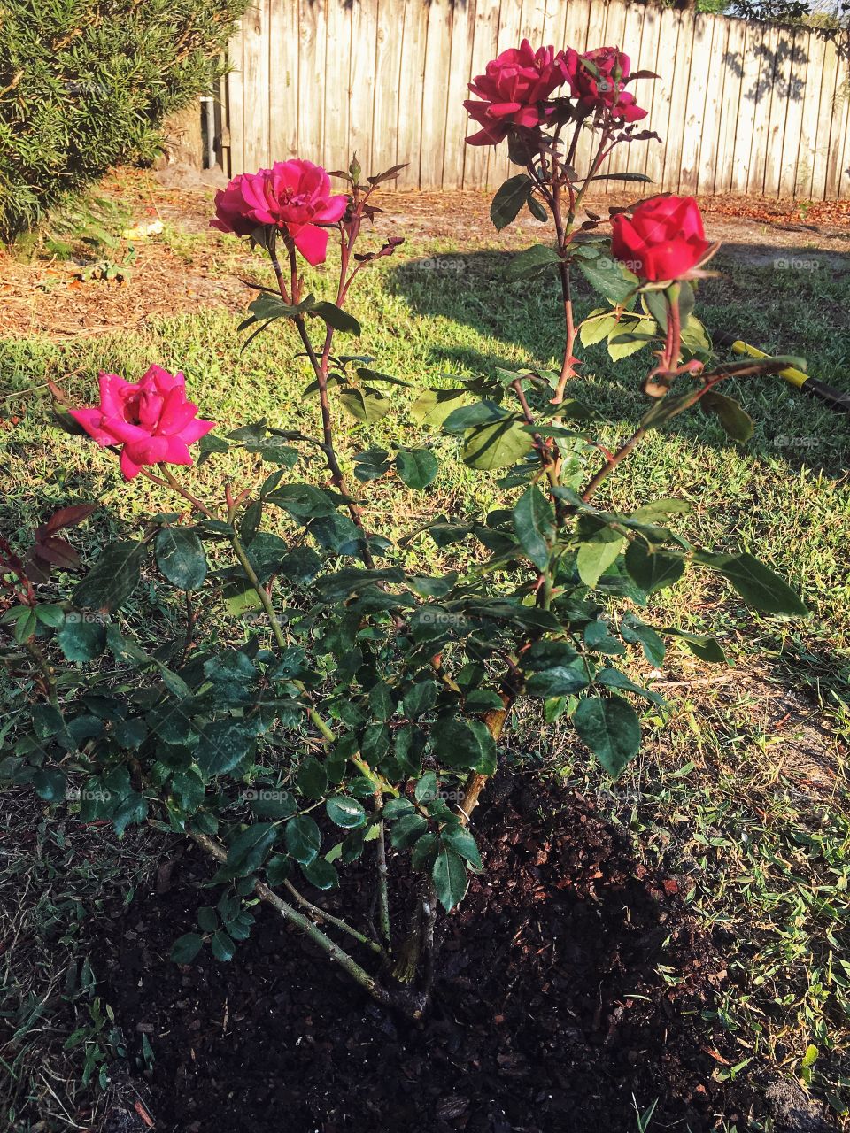 Husband planted his very own pink rose bush in our front yard 