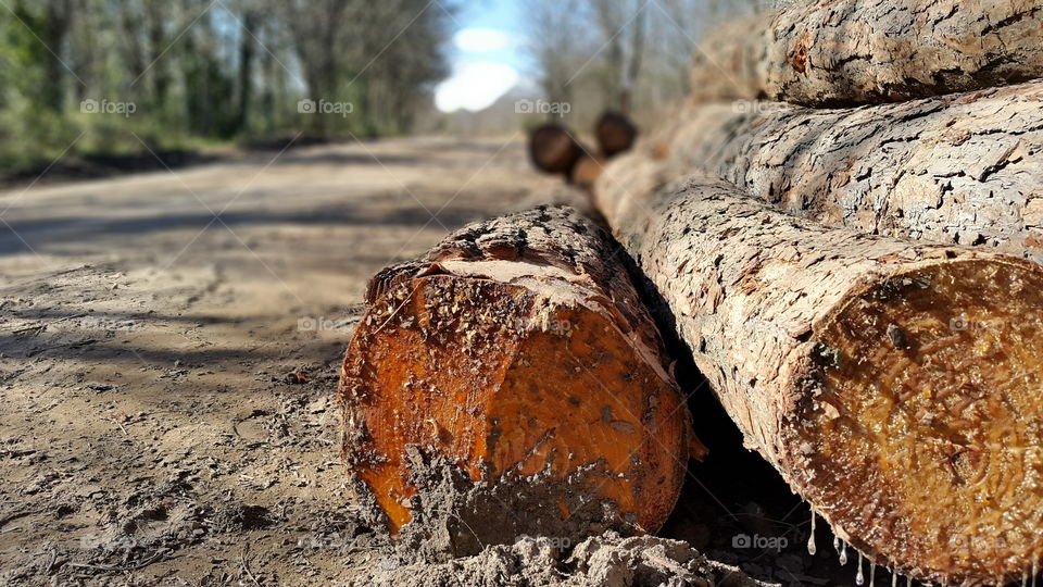 pines trunks. logs on rural road