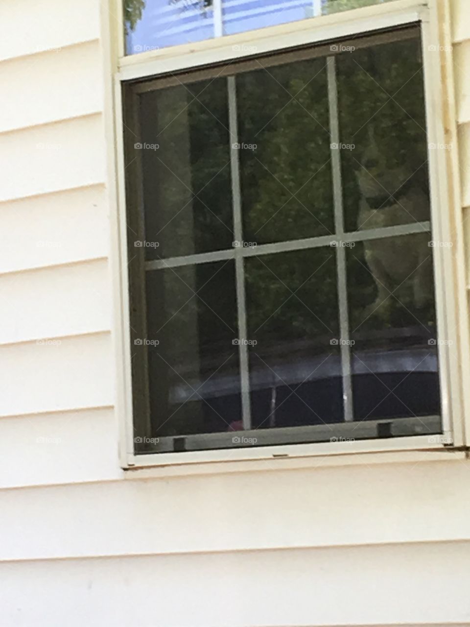 Pup in the window. Wondering where his mom and dad are going and not taking him.