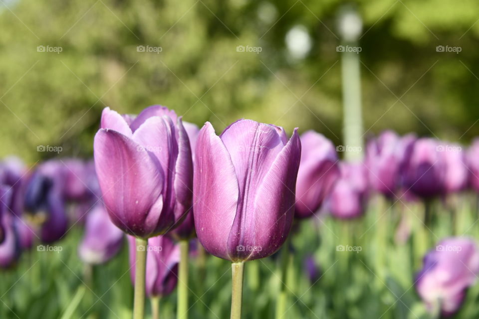 Jardín botánico, Madrid
