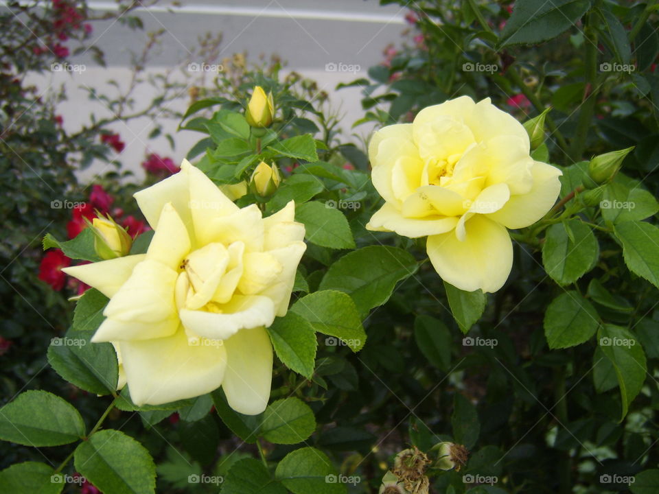 yellow rose garden