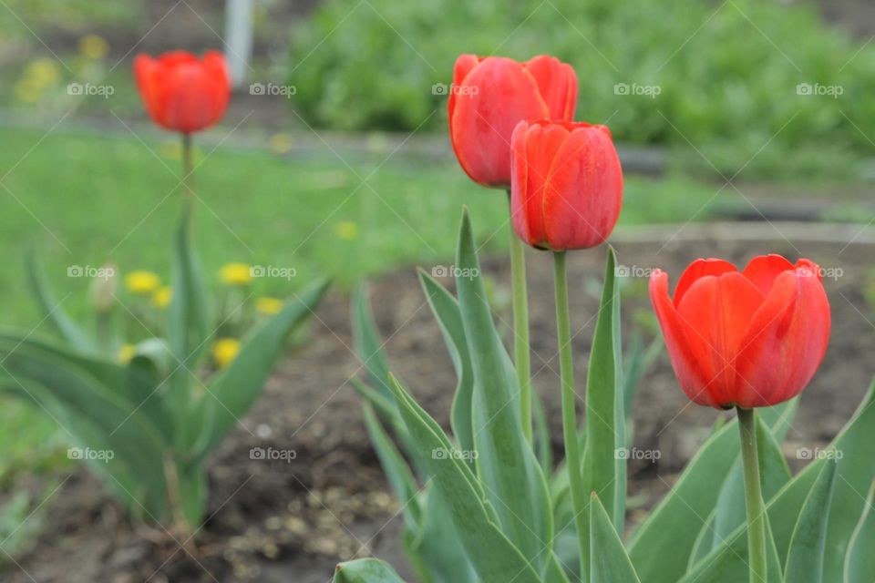 красный -зеленый