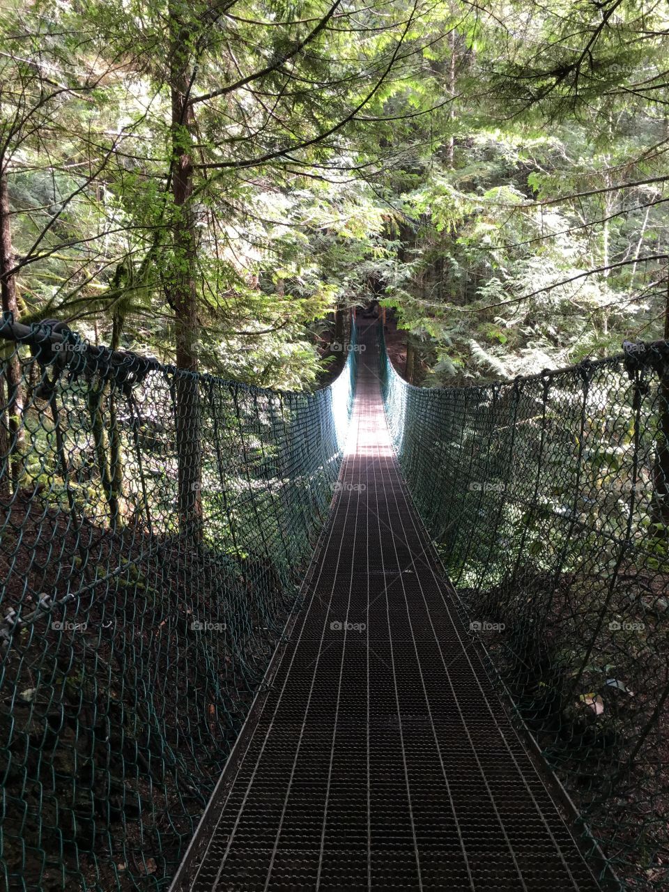 Bridge into the woods