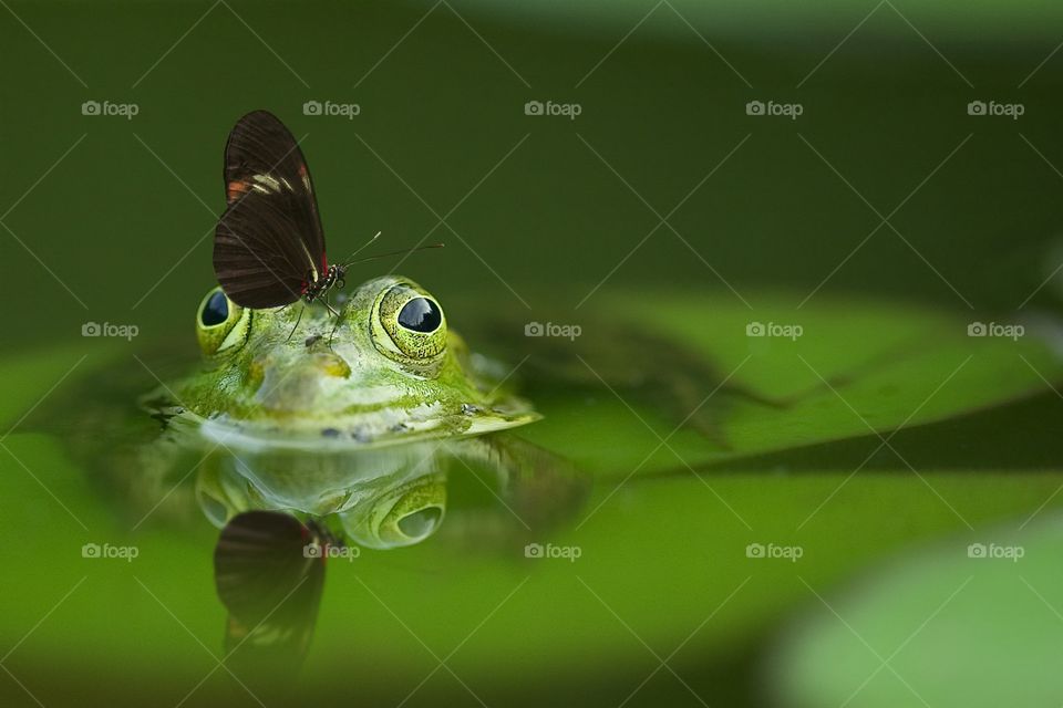 reflection frog's