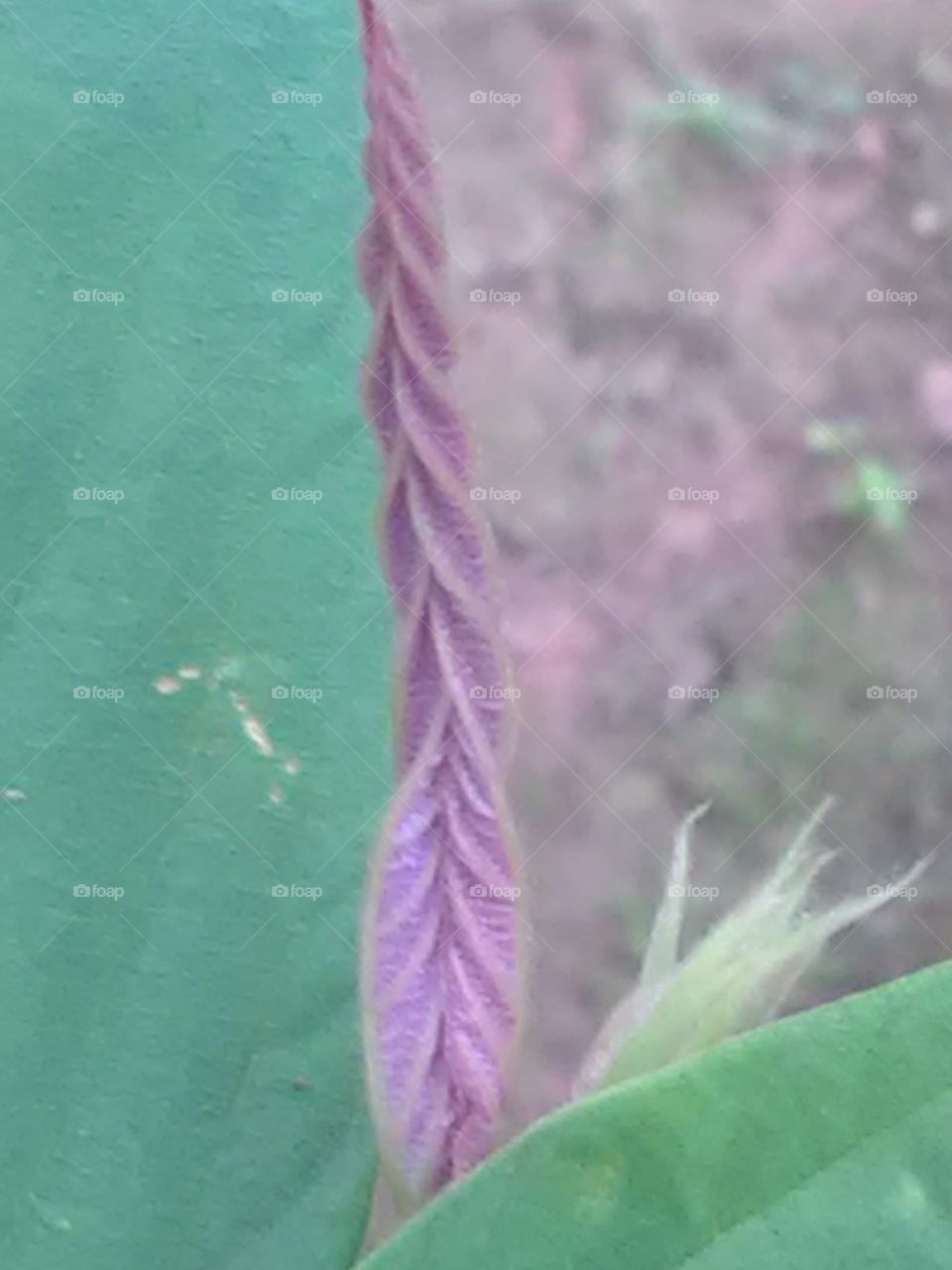 One species leafs is round up of the plants.