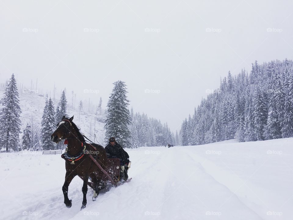 Horse carriage on the snow of Tatra mountain of Poland, winter vacation
