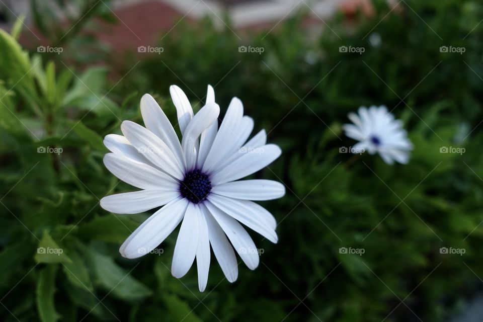White flower with purple pollen