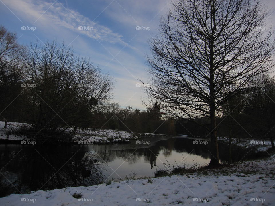 Winter, Snow, Tree, Cold, Landscape