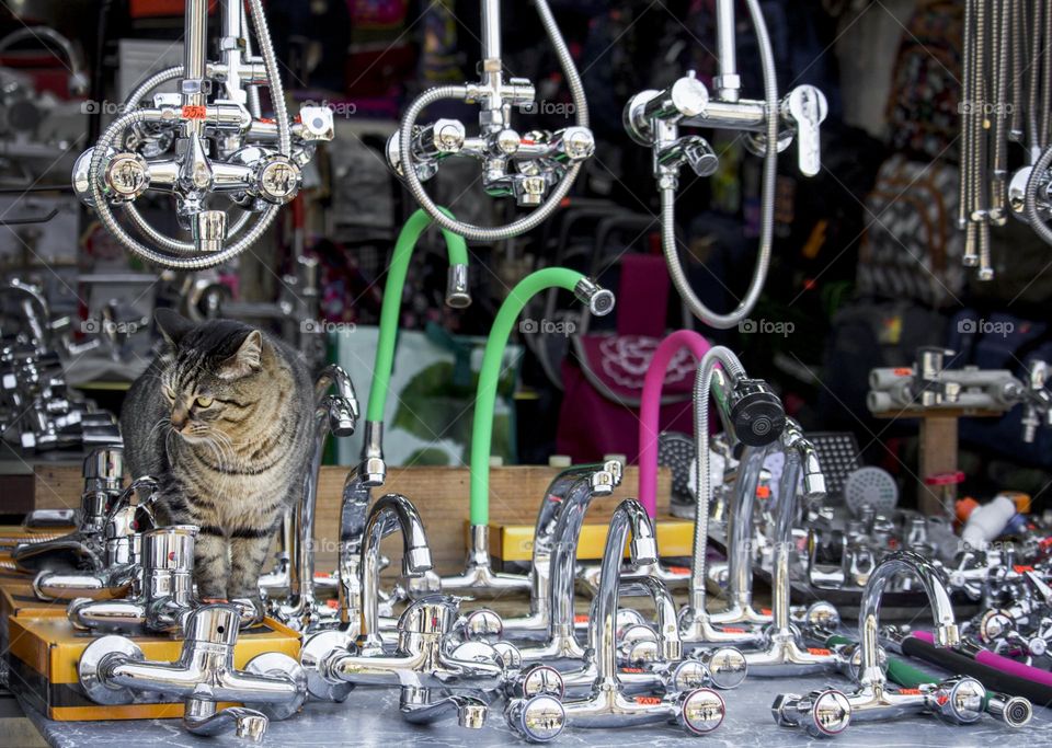 A cat on the stand of sink spout