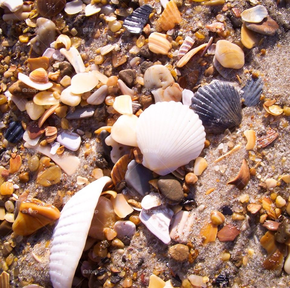 Seashells 