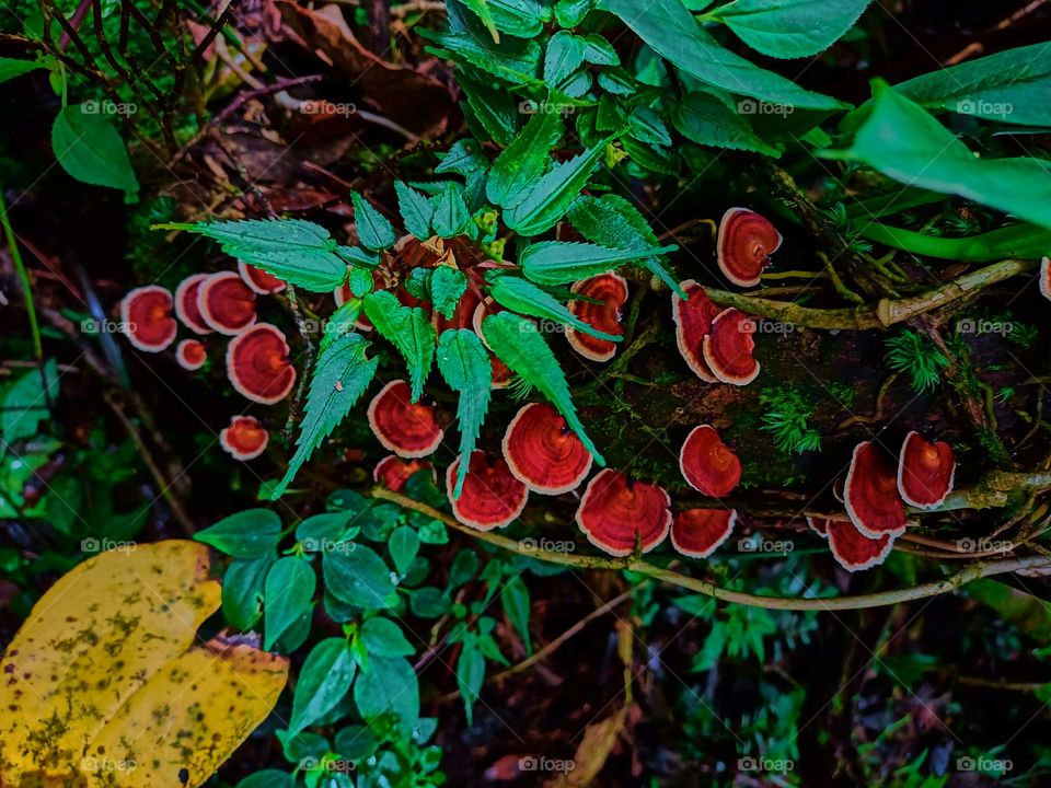 Wild mushrooms (microporus) grow in clusters on the forest floor.