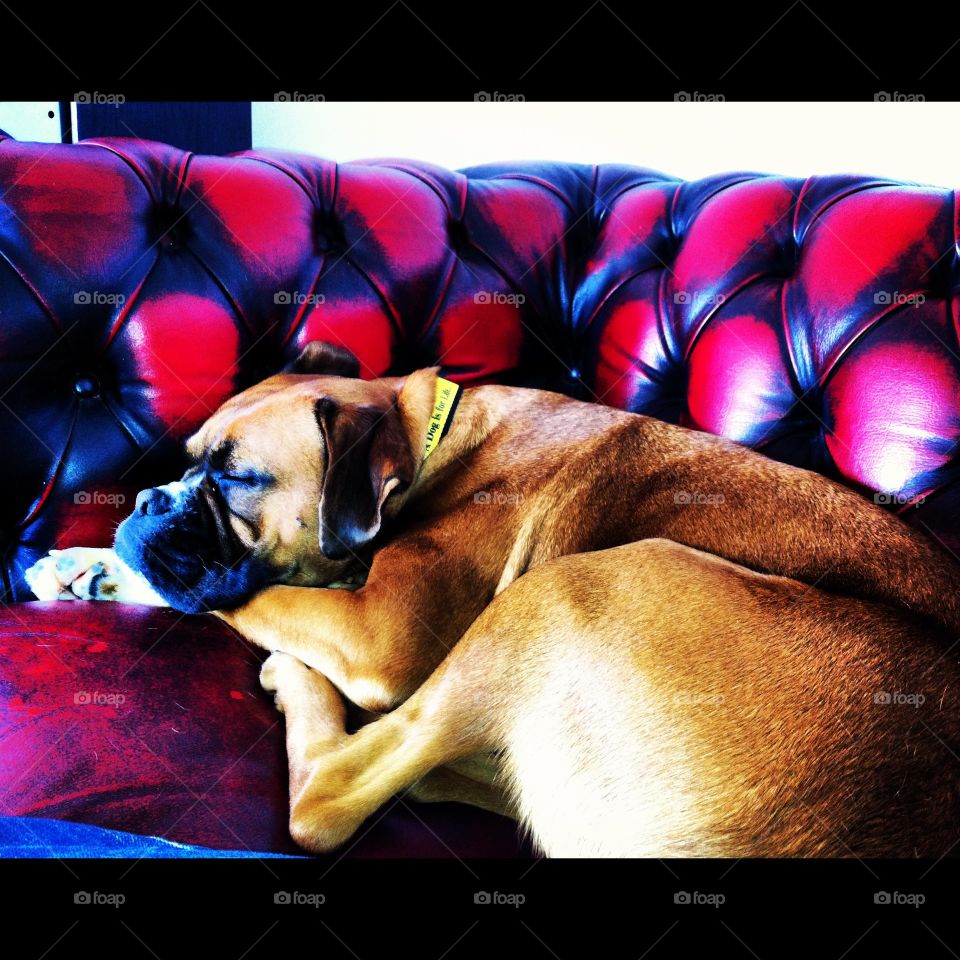 Boxer on Chesterfield sofa. 