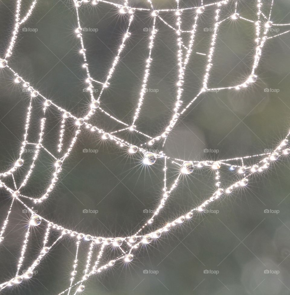 Web Dew. A spider's web covered in dew on a cold morning. Sunlit crystals of condensation.