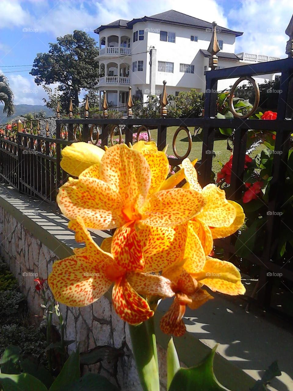 Yellow in nature, well watered flowers