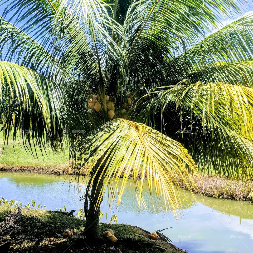 palm tree by the pond