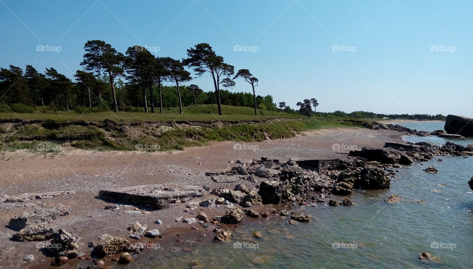 Trees at the seaside
