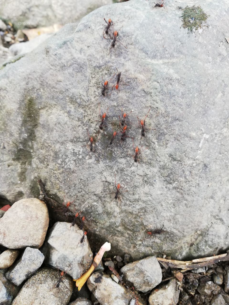 hormigas arrieras