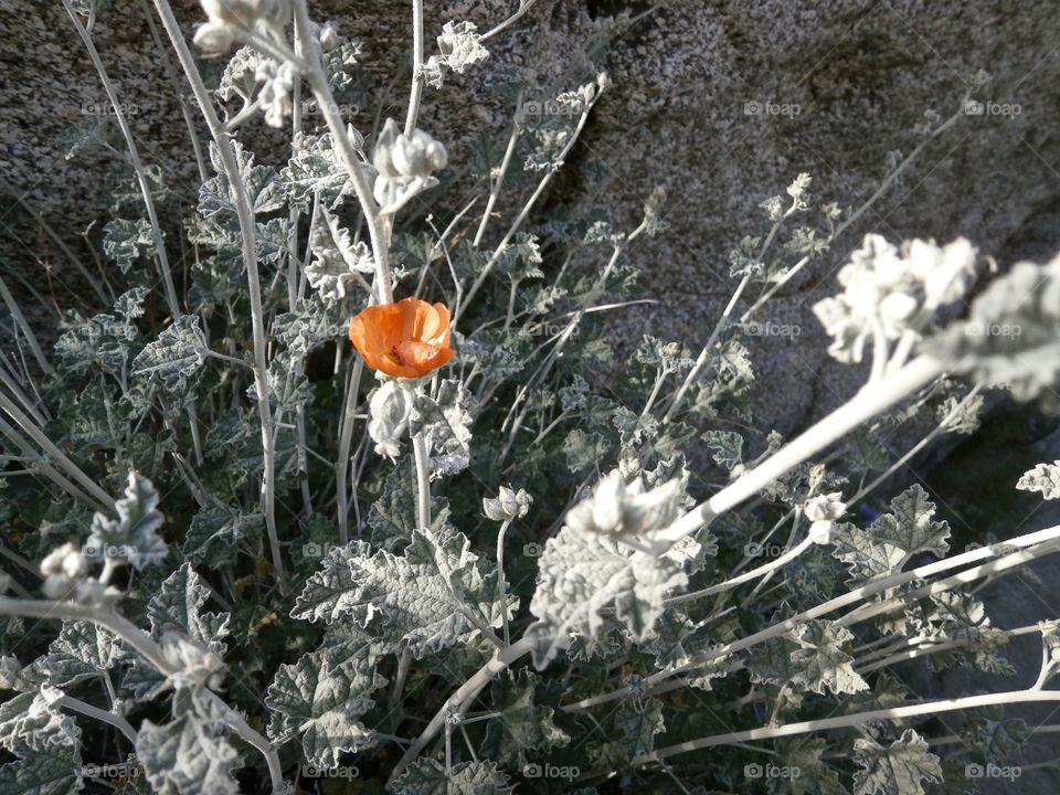 Single orange flower in a field of grey